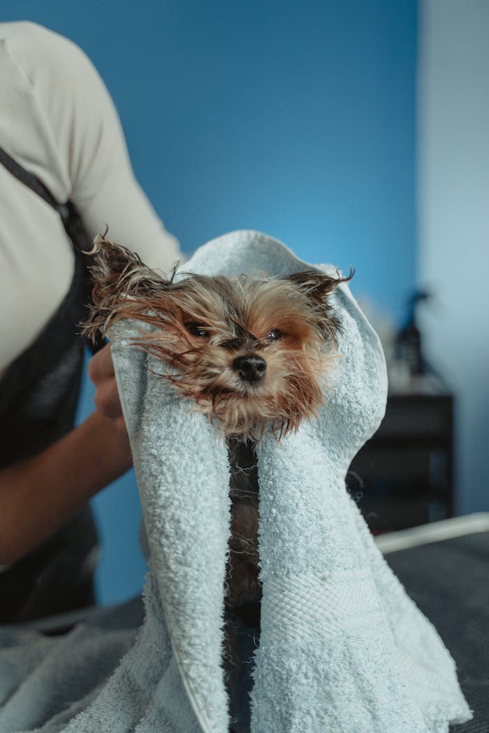 gallery-02 A cute wet puppy wrapped in a towel during drying routine indoors.