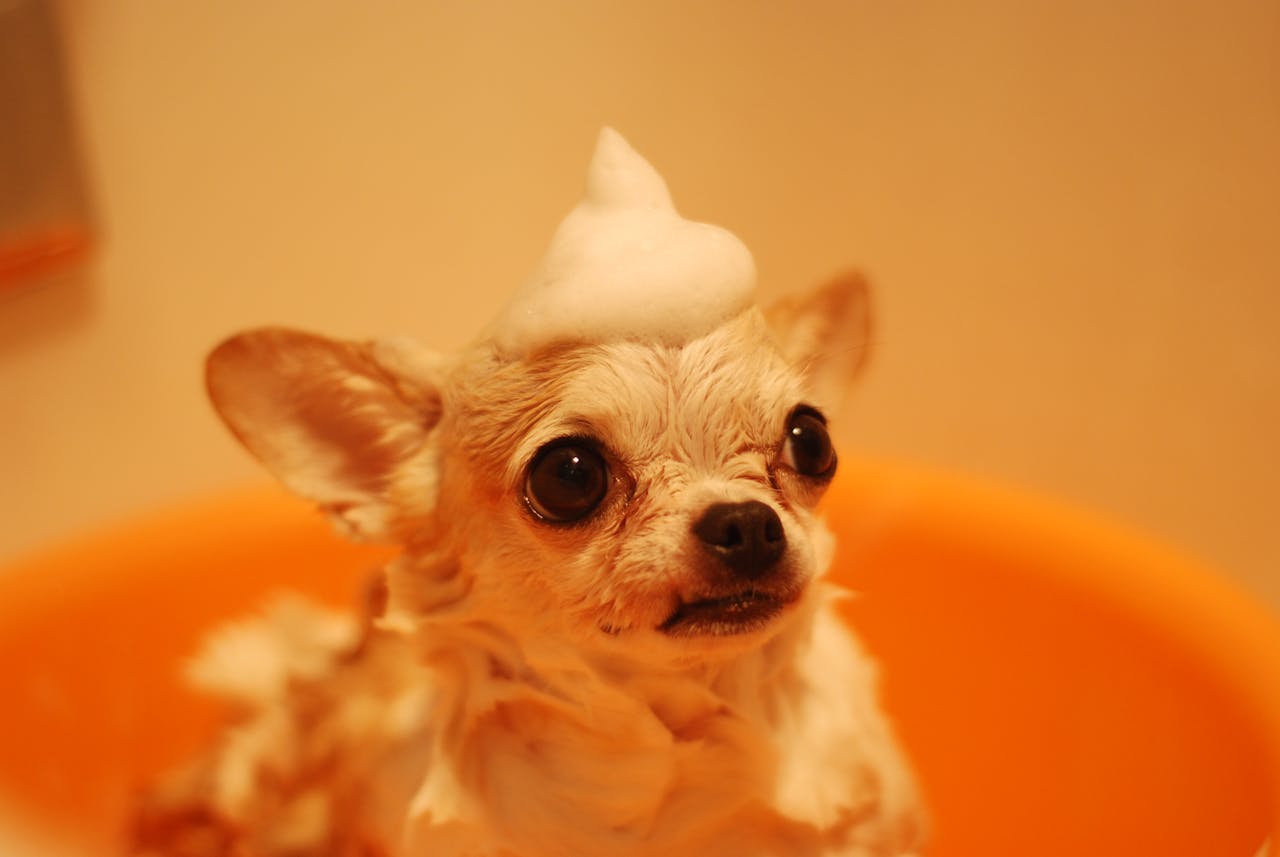 gallery-05 Cute chihuahua dog enjoys bath with playful foam hat in orange tub.