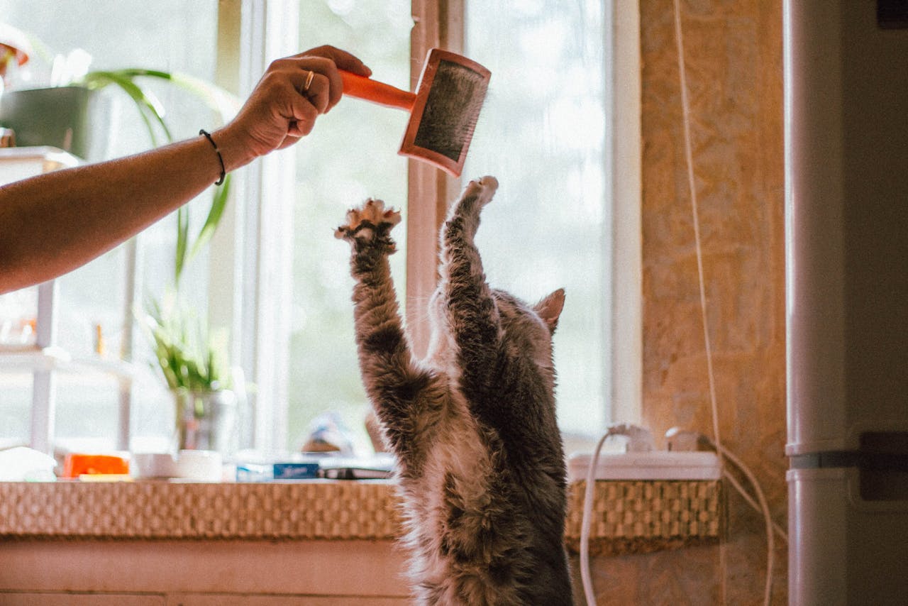 portfolio-02 A curious tabby cat joyfully reaches for a brush held by a human hand indoors.