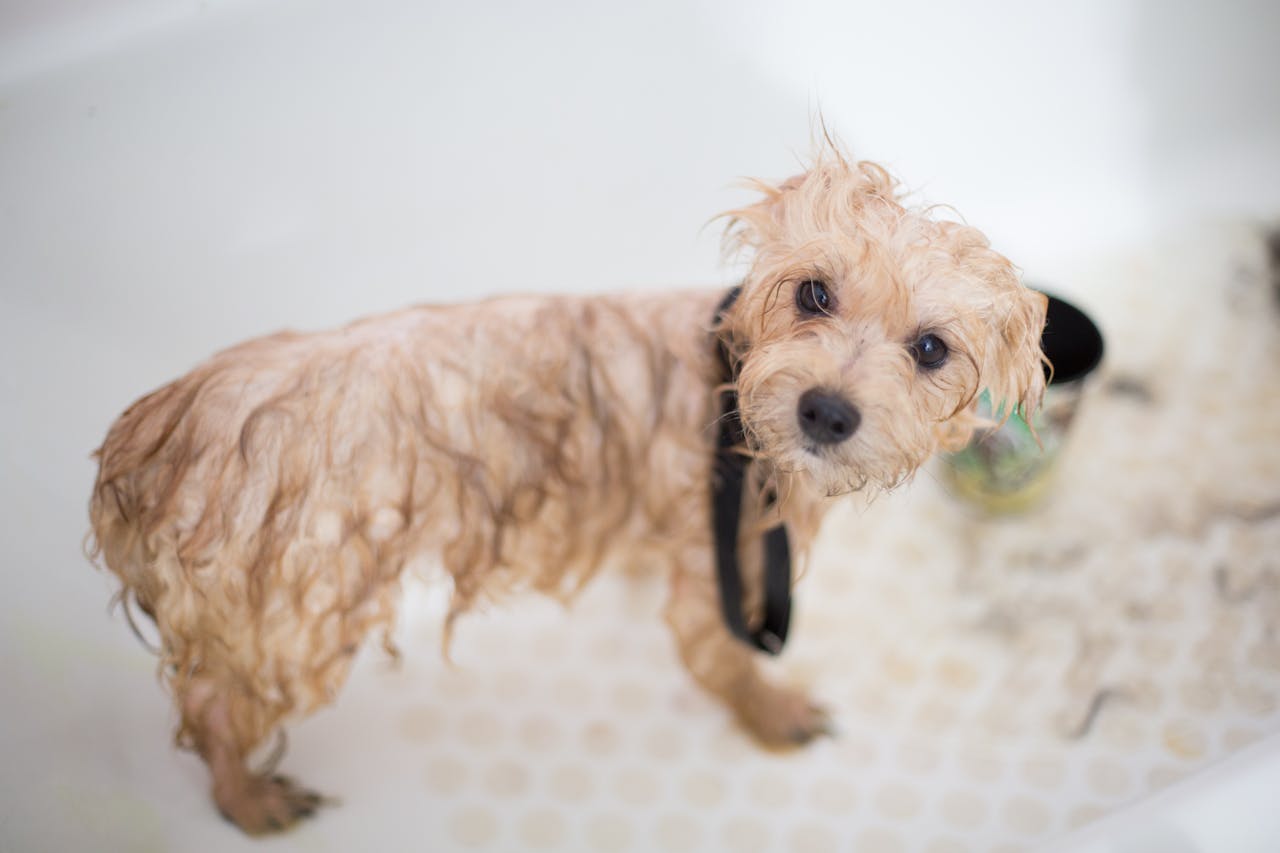 gallery-06 Cute wet puppy in bathtub looking up during bath time. Perfect pet grooming scene.