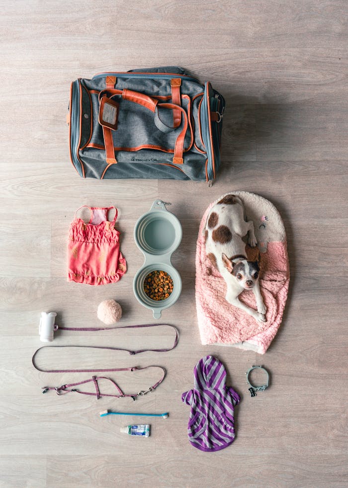 gallery-04 Flat lay of Chihuahua travel essentials, including bag, food, and accessories.