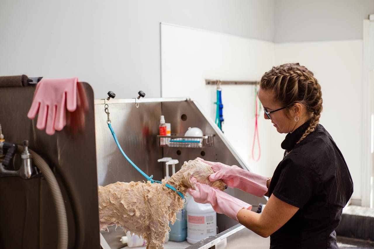 services-01 Professional groomer washing a curly-haired dog at a grooming salon with care.