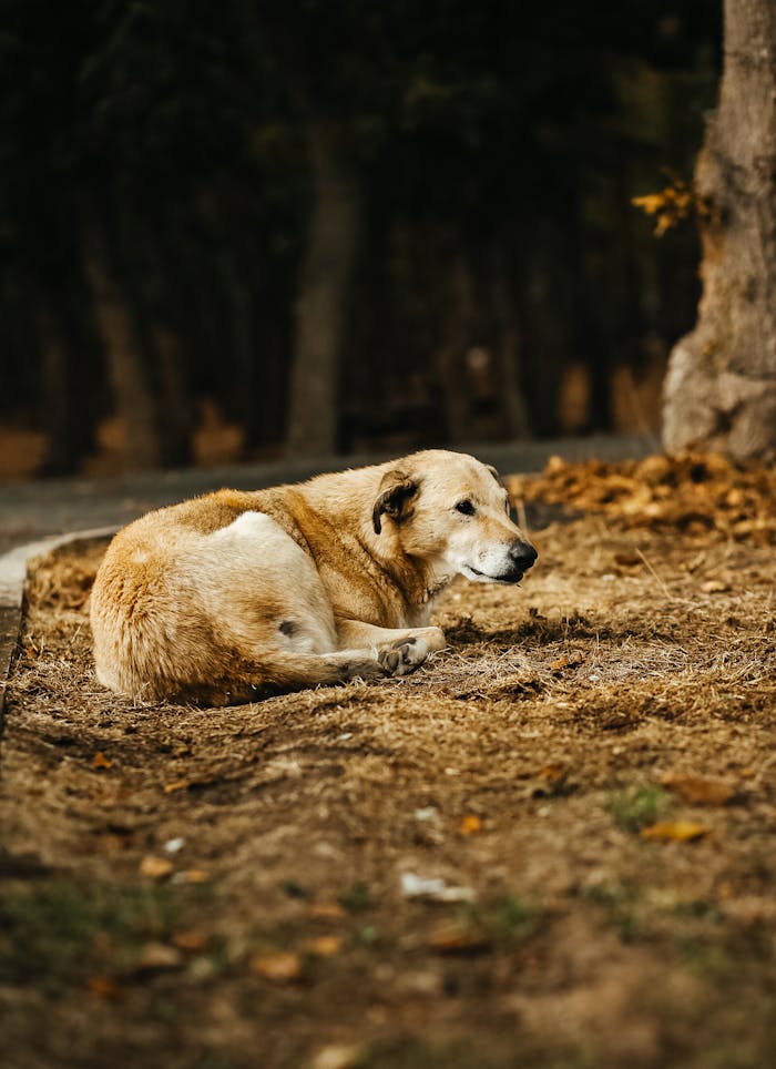 gallery-01 A lone dog rests on earthy ground in a serene autumn forest setting.