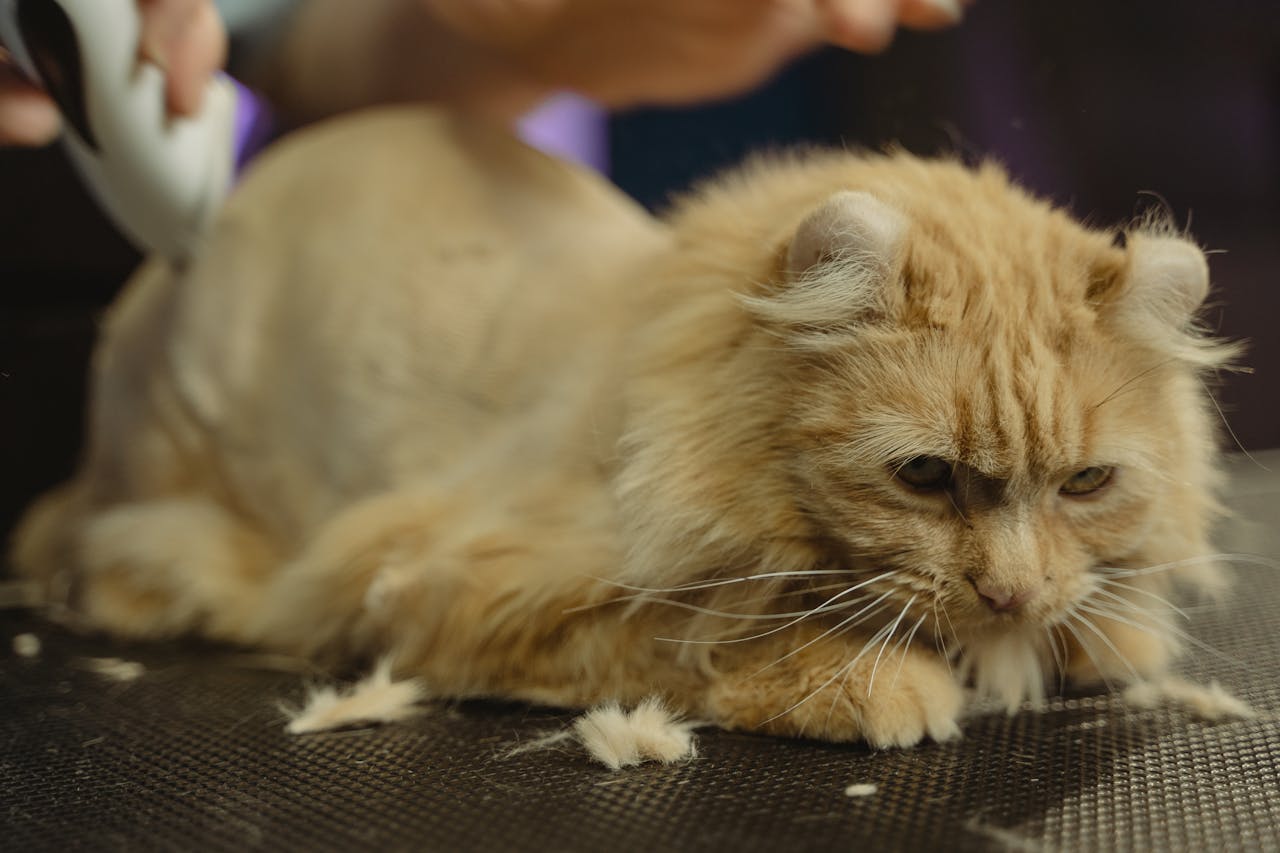 services-02 Adorable Persian cat receiving a haircut at a pet grooming session indoors.