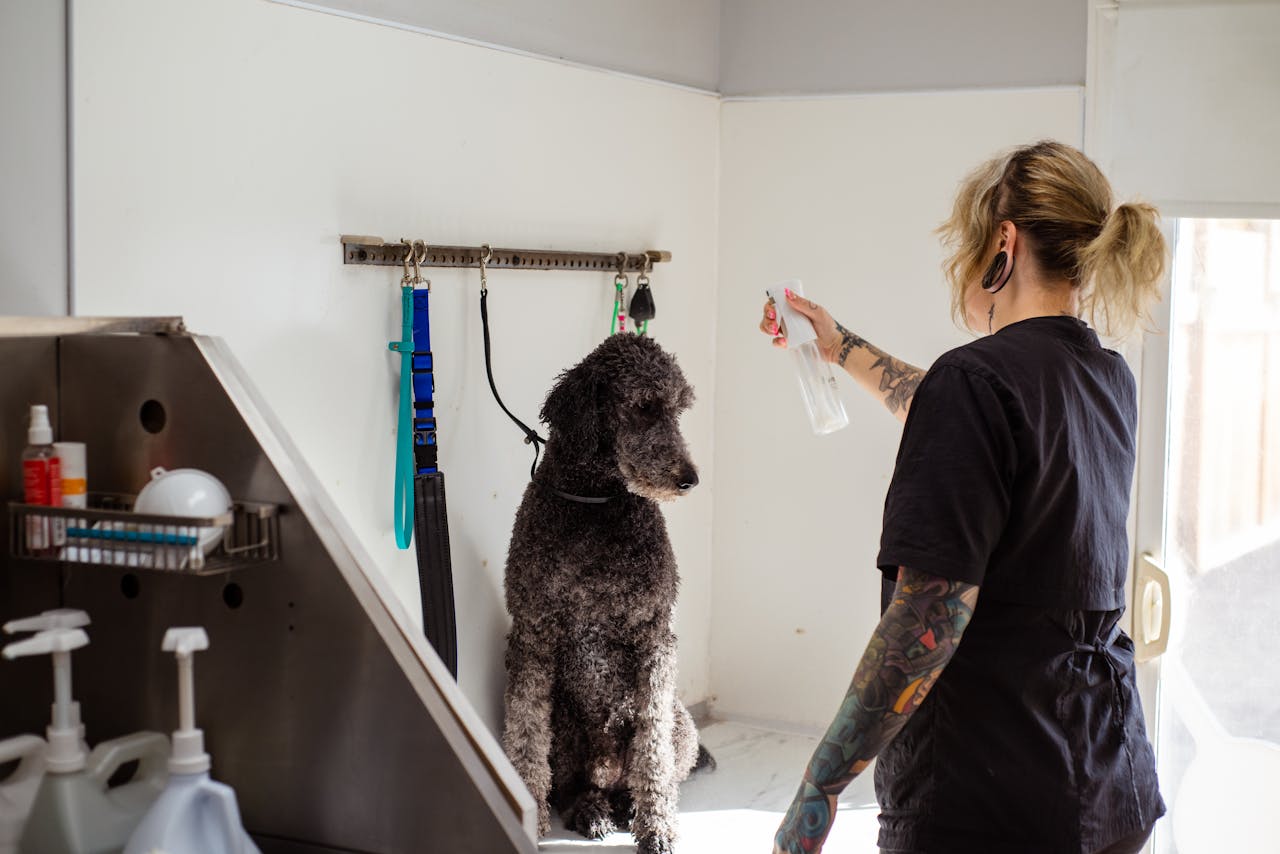 portfolio-01 A professional groomer sprays a poodle during a grooming session indoors.