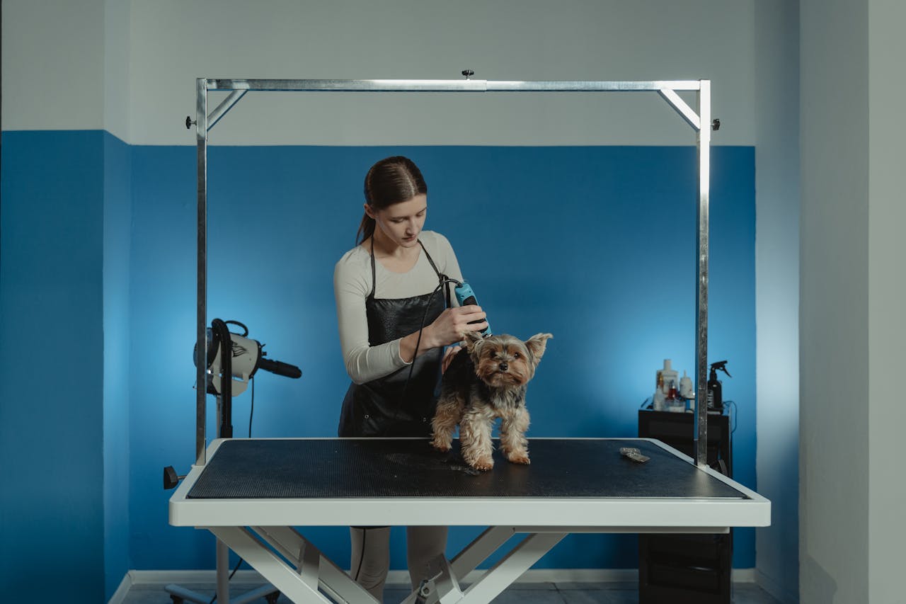 services-03 A skilled groomer trimming a cute Yorkshire Terrier in a pet salon.
