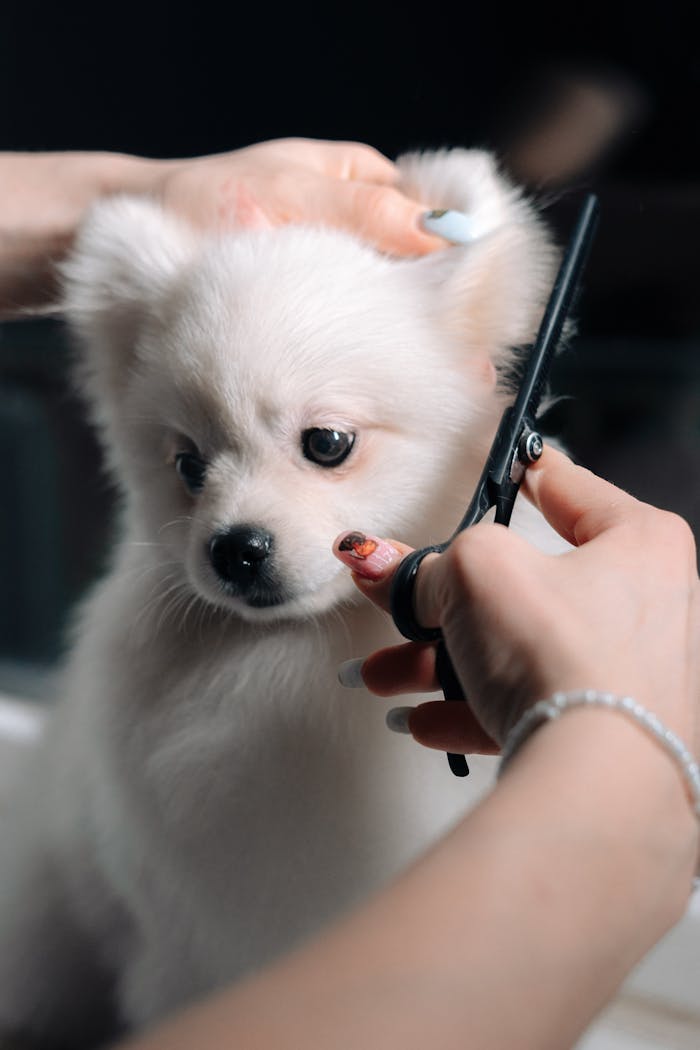 gallery-03 Adorable white puppy gets a haircut during a grooming session. Perfect pet salon image.
